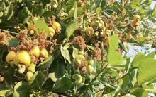 Thừa nhận hàng Made in Vietnam "ăn đứt" hàng nội, Trung Quốc đang liên tục săn mua một loại hạt của Việt Nam, giúp thu về hơn 1 tỷ USD từ đầu năm