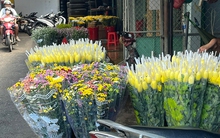 Giá hoa cúc tăng cao