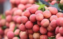 Vải chín sớm được giá, nông dân lãi cao