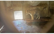 Sốc: 20 xác hổ trong tủ đông ở vườn thú Trung Quốc