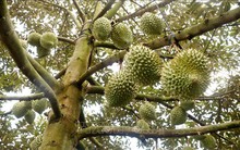 Sản lượng sầu riêng của Cần Thơ tăng gấp 2,5 lần