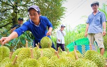 Xuất khẩu sầu riêng: Bao giờ có bộ tiêu chuẩn quốc gia?