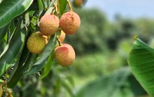 Vải thiều chín sớm giá gấp đôi năm ngoái