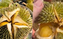 Sầu riêng mini giá rẻ bèo đổ bộ chợ Việt