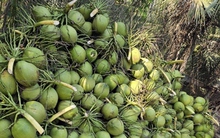 Quả dừa Việt Nam có nhiều tiềm năng xâm nhập thị trường Philippines