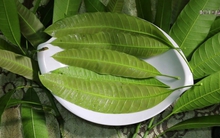 1 loại lá vứt đầy ngoài chợ Việt là “thuốc kiểm soát đường huyết”, ngăn tăng lipid máu, còn hỗ trợ giảm cân hiệu quả