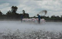 Giảm thuế một số mặt hàng sản xuất thức ăn chăn nuôi