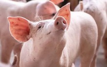 Giá lợn "sốt xình xịch", cổ phiếu chủ thương hiệu thịt MEATDeli, Heo cao bồi, xúc xích Ponnie bốc đầu lên đỉnh 17 tháng