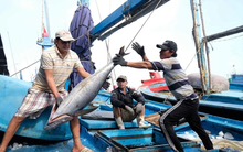 Thông tin quan trọng việc Việt Nam gỡ 'thẻ vàng' thủy sản