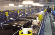 'Mỏ vàng' này đưa Việt Nam trở thành nước xuất khẩu thứ 2 thế giới: Thu gần 1 tỷ USD trong 4 tháng, Trung Quốc, châu Âu đều mạnh tay săn lùng