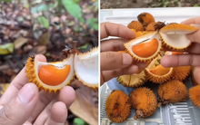 Xuất hiện loại sầu riêng tí hon nhưng đầy ắp múi khiến nhiều người xuýt xoa: "Đúng là trái dành riêng cho người hết tiền mà"