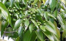 Cây quý từ Trung Quốc đưa sang giúp Việt Nam xuất khẩu đứng đầu thế giới: Chỉ dưới 10 quốc gia sở hữu, nước ta nắm 1/3 kim ngạch toàn cầu