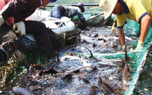 Việt Nam sở hữu một mặt hàng dẫn đầu thế giới về sản lượng: Thu hơn nửa tỷ USD kể từ đầu năm, Mỹ tăng 'chốt đơn' hàng chục lần