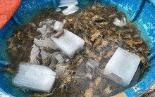 Công bố nguyên nhân tôm hùm chết ở Phú Yên