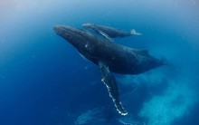 Vì sao cá voi có khả năng lặn sâu hơn tàu ngầm hạt nhân?