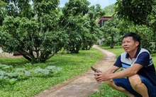 "Thủ phủ" vải thiều Lục Ngạn mất mùa chưa từng có, hụt cả trăm nghìn tấn vải