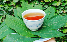 1 loại lá quý rất sẵn ở Việt Nam được ví như "dược liệu vàng": Giúp hạ đường huyết tốt ngang "insulin tự nhiên", còn dưỡng thận và gan cực hiệu quả