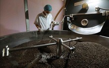 Cà phê 'ngóng trông' tín hiệu mùa vụ