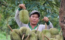 Giá sầu riêng tăng trở lại giúp nông dân có lợi nhuận khá