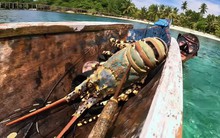 Đi săn tôm hùm khổng lồ ở đảo hoang Indonesia, gã lang thang người Việt chạm mặt "tử thần biển khơi"