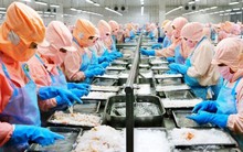 Thủy sản Minh Phú báo lãi quý I/2024 sụt giảm 34% so với cùng kỳ