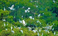 Người phụ nữ miền Tây hơn 40 năm đi làm mướn kiếm tiền mua đất nuôi hàng vạn con cò, nay trở thành điểm đến du lịch không thể bỏ qua tại Cần Thơ