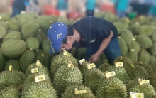 Tiền Giang: Sầu riêng ít trái, giá giảm