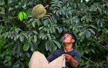 Hạn hán, nắng nóng 40 độ 'tấn công' các vườn sầu riêng Thái Lan - nông dân lo sợ 'tương lai của sầu riêng sẽ kết thúc'