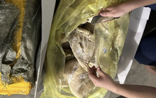 Công an TP HCM khám xét kho đông lạnh của Công ty Trường Thành Phú