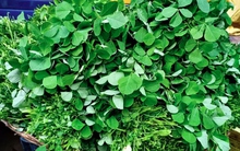 1 loại cây quý được ví như "insulin tự nhiên" giúp hạ đường huyết, dưỡng gan hiệu quả: Ở Việt Nam có nhưng rất hiếm