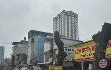 Hàng xà cừ cổ thụ buộc phải cắt ngọn, đánh chuyển trên đường 70 kéo dài