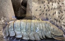 Sự thật về ổ gián trên đảo Cô Tô khiến nhiều người sợ hãi: Nhìn "hú hồn" nhưng lại là một món đặc sản biển, giá vài triệu/kg?