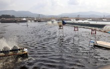 Đưa Việt Nam lên top 2 thế giới, được Mỹ, Trung Quốc mạnh tay tìm mua - mặt hàng này vẫn đối mặt nhiều sóng gió trong năm 2024