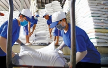 Doanh nghiệp Việt liên tiếp trúng các gói thầu gạo lớn