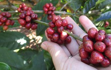 Giá cà phê trong nước tiếp tục giảm sốc