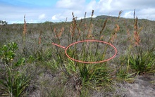 Thường xuyên tìm thấy mỏ kim cương, nhà khoa học kết luận: Nơi nào có loài cây này, chỗ đó có kho báu