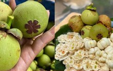 Măng cụt xanh lại sốt xình xịch, giá nửa triệu đồng/kg