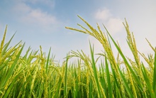 Campuchia làm kênh đào Funan Techo 1,7 tỷ đô và giải pháp 'thuận thiên' của Vinaseed, Sao Ta