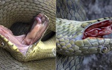 Loài rắn biết giả chết, tự hộc máu như phim