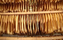 Châu Âu ra sức săn lùng một báu vật của Việt Nam: xuất khẩu tăng 4.000%, nước ta thu về hơn nửa tỷ USD từ đầu năm