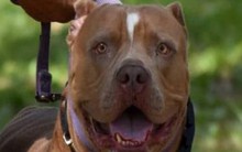 Để chó pitbull chơi cùng trẻ con, người đàn ông hối không kịp