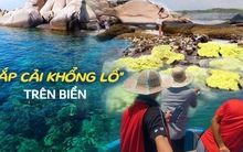 Bất ngờ "bắp cải khổng lồ" mọc lên giữa biển, thì ra là một loài sinh vật cực hiếm ở vùng biển miền Trung