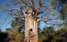 Tại sao cây bao báp được coi là báu vật của châu Phi nhưng sau khi du nhập vào Trung Quốc lại trở thành 'phế phẩm'?