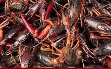 Tôm hùm đất bán nhan nhản trên 'chợ mạng': Cơ quan chức năng khuyến cáo