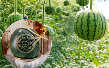 Sếp yêu cầu nghĩ cách bán quả dưa hấu giá trị 17k với giá 1 triệu đồng: Ứng viên IQ cao trả lời khiến ai cũng sốc