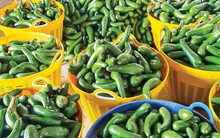 Giá bơ đặc sản 034 thấp kỷ lục, Lâm Đồng tìm thêm đầu ra