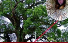 Bí ẩn đại thụ nghìn năm tuổi ôm tượng Phật ở Trung Quốc