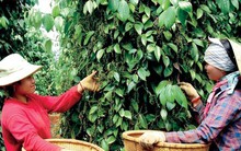 Lý do giá hồ tiêu 'nhảy múa' liên tục