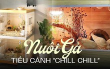 Giống gà nhỏ nhất thế giới đang gây sốt: Không cần về quê vẫn có thể "vui thú điền viên" ngay tại nhà!