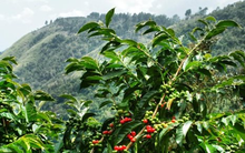 Mặt hàng Việt Nam có sản lượng thứ 2 thế giới đang khiến toàn cầu ‘ăn không ngon, ngủ không yên’: Sản lượng dự kiến giảm mạnh, 27 quốc gia châu Âu đều chứng kiến tăng giá